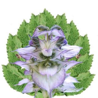 Salvia sclarea