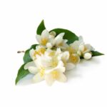 Jasminum grandiflorum