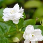 Jasminum sambac