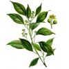 Cinnamomum camphora