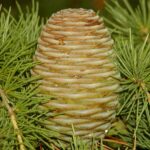 Cedrus deodara