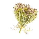 Daucus carota sativa