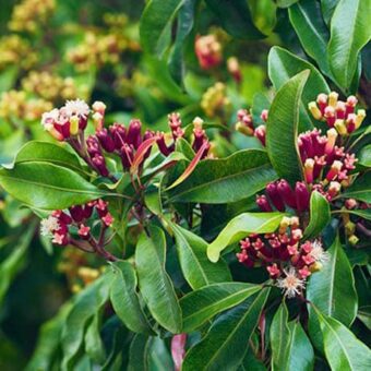 Eugenia caryophyllus