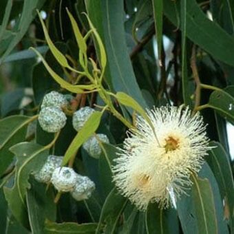 Eucalyptus citriodora