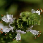 Ocimum basilicum