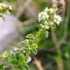 Origanum majorana