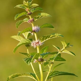 Mentha arvensis