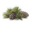 Pinus silvestres