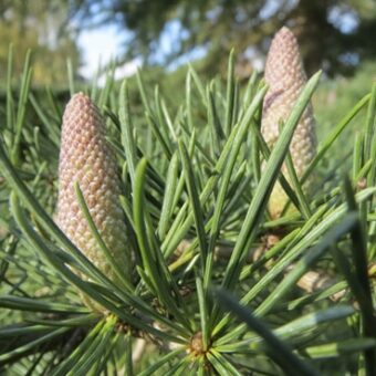 Abies sibirica