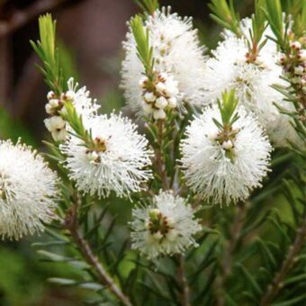 Melaleuca alternifolia