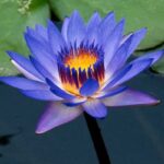 Nymphaea caerulea