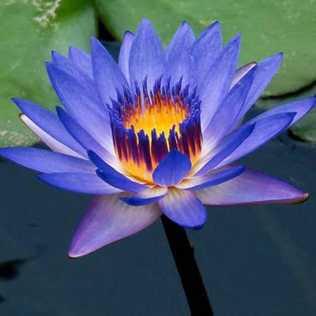 Nymphaea caerulea