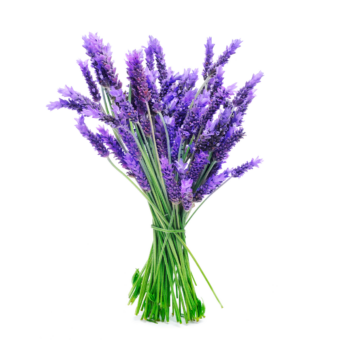 Flores da planta Lavanda (Lavandula angustifolia)