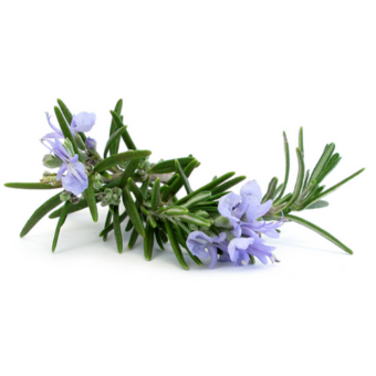 Folhas e flores da planta Alecrim (Rosmarinus officinalis)