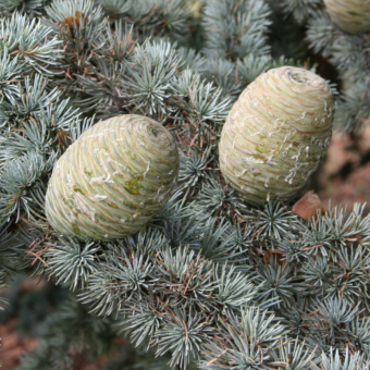 Folhas e cones da planta Cedro Atlas (Cedrus atlantica)