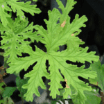 Folhas de Gerânio (Pelargonium graveolens)