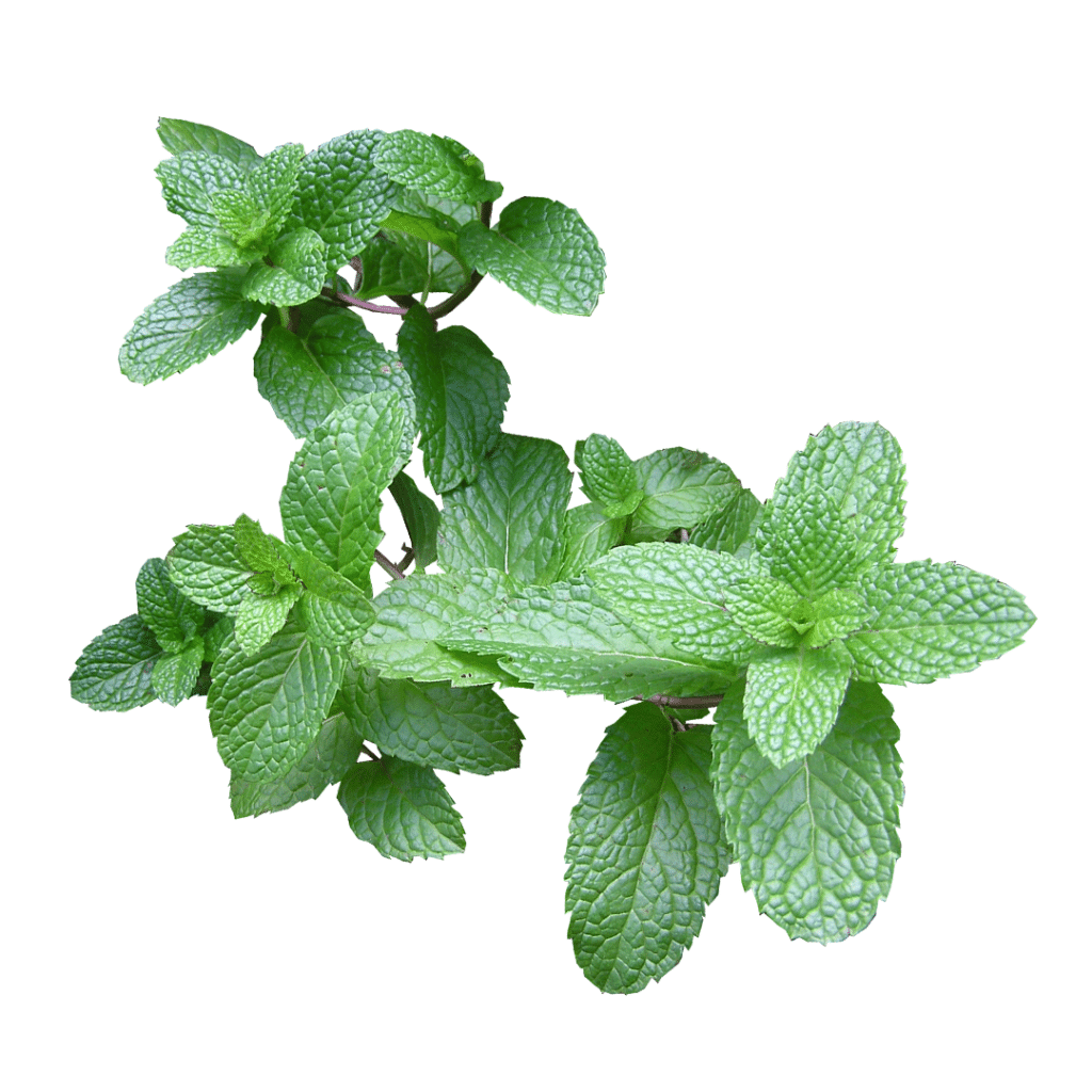 Folhas de hortelã pimenta (Mentha piperita)