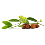 Jojoba (Simmondsia chinensis).