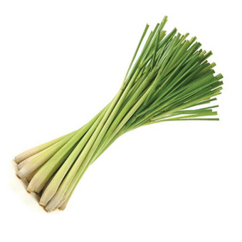 Folhas da planta Lemongrass (Cymbopogon flexuosus)