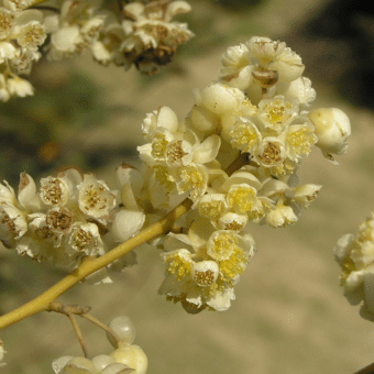 Flores de May Chang (Litsea cubeba)