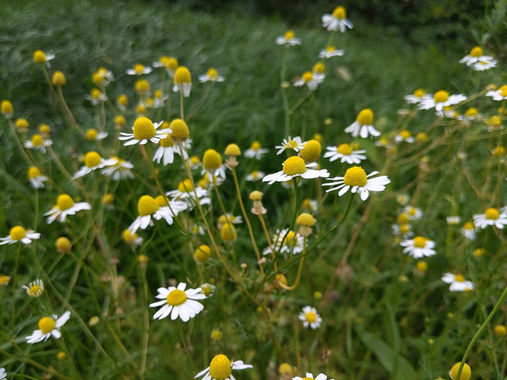 Flores de Camomila (Matricaria chamomilla)