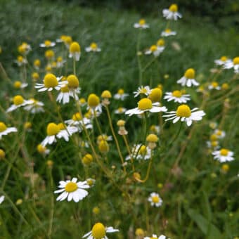 Flores de Camomila (Matricaria chamomilla)