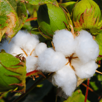 Algodão (Gossypium hirsutum)