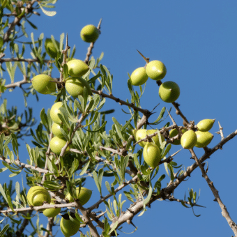 Frutos de Argan (Argania spinosa)