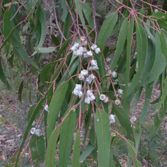 Folhas de Eucalipto Globulus (Eucalyptus globulus)