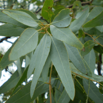 Folhas de Eucalipto Staigeriana (Eucalyptus staigeriana)