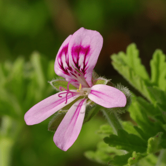 Flor de Gerânio (Pelargonium graveolens)