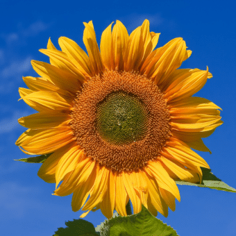 Girassol (Helianthus annuus)