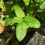 Folhas de Hortelã Verde (Mentha spicata)