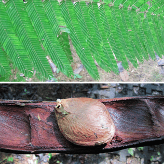 Folhas e Sementes de Pracaxi (Pentaclethra macroloba)