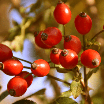 Frutos de Rosa Mosqueta (Rosa rubiginosa)