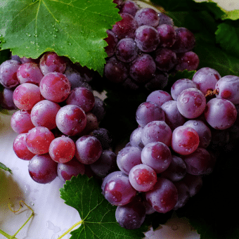 Uvas (Vitis vinifera)